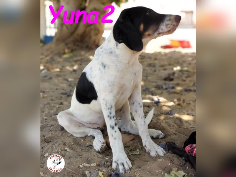 Yuna2 05/2024 (in Deutschland) - menschenbezogene und verschmuste Hündin!
