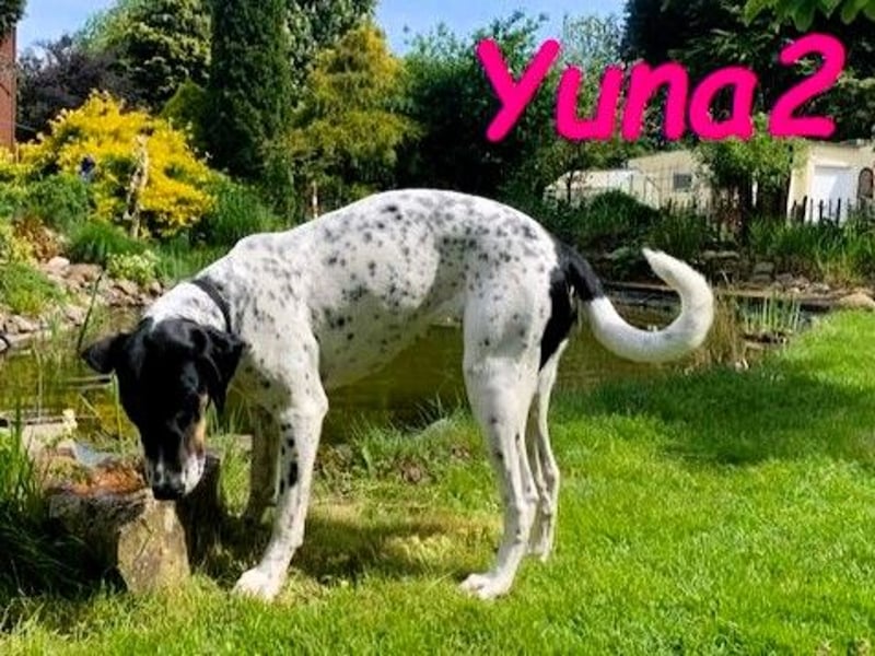 Yuna2 05/2024 (in Deutschland) - menschenbezogene und verschmuste Hündin!