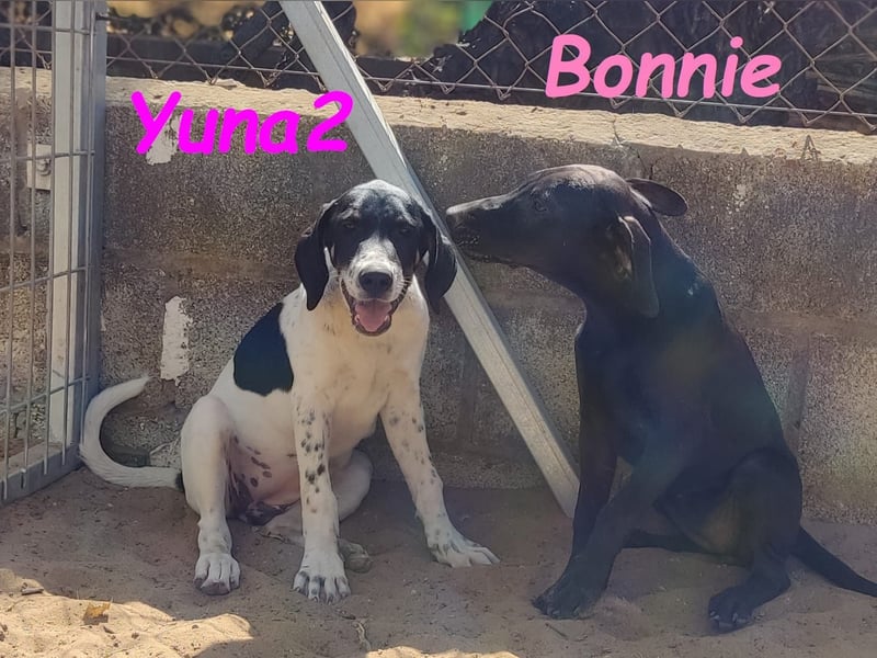 Yuna2 05/2024 (in Deutschland) - menschenbezogene und verschmuste Hündin!