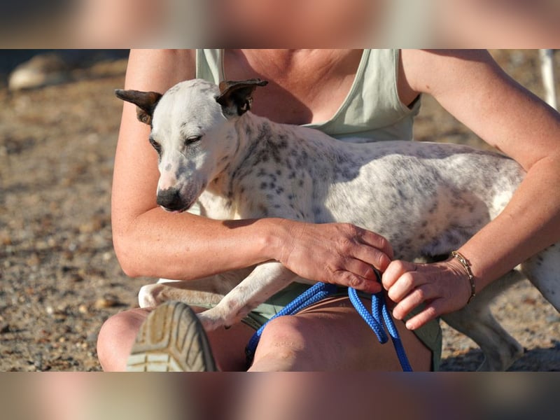 CHARITY-supersüße, liebe Zaubermaus, verschmust, aufgeschlossen, unbekümmert