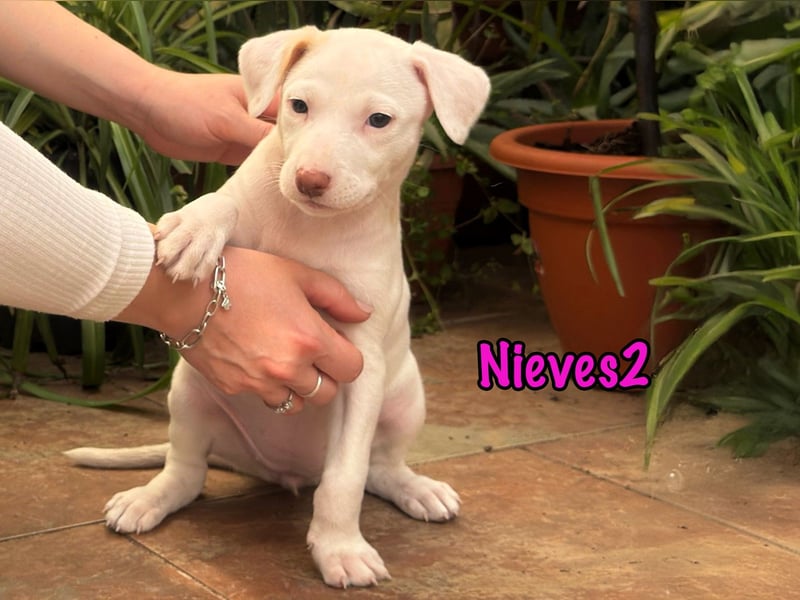 Nieves2 02/2025 (ESP) - kontaktfreudige, süße Podenco-Bodeguero Mix Welpin!