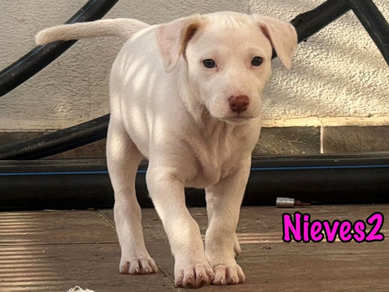 Nieves2 02/2025 (ESP) - kontaktfreudige, süße Podenco-Bodeguero Mix Welpin!