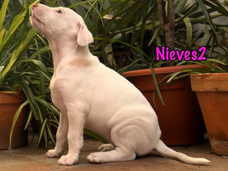 Nieves2 02/2025 (ESP) - kontaktfreudige, süße Podenco-Bodeguero Mix Welpin!