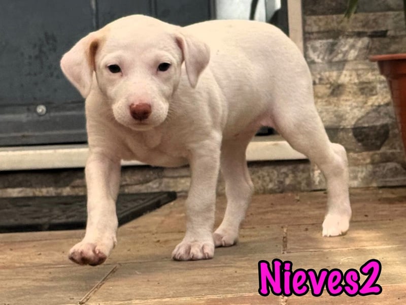 Nieves2 02/2025 (ESP) - kontaktfreudige, süße Podenco-Bodeguero Mix Welpin!