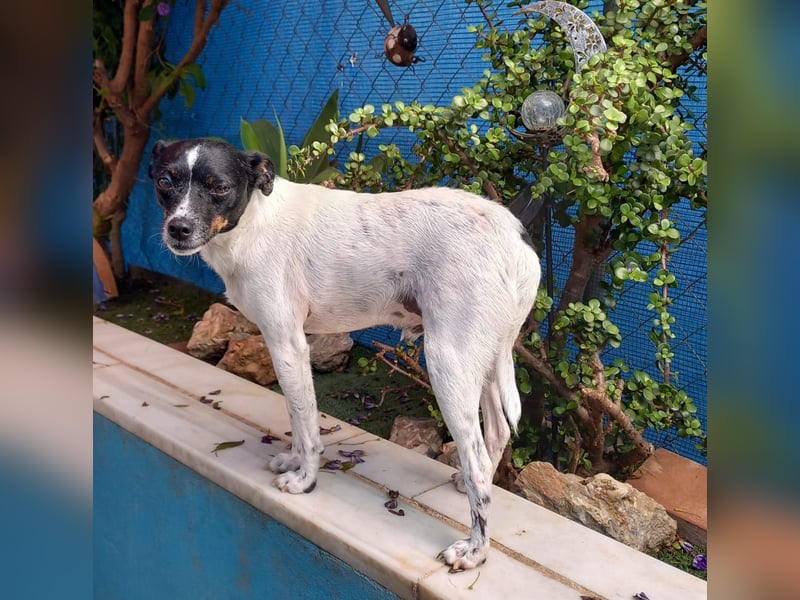 MOLE - kleiner Hund, große Liebe