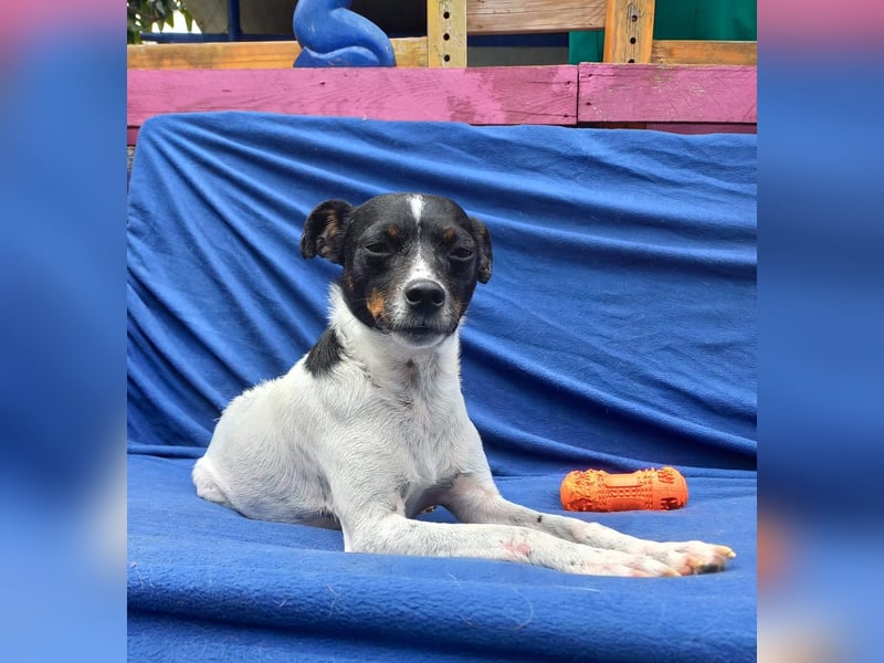 MOLE - kleiner Hund, große Liebe