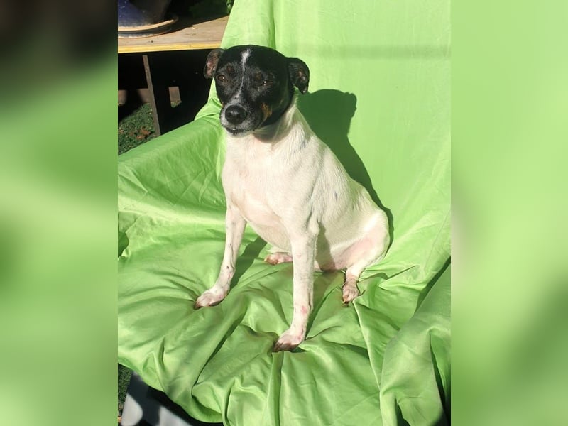 MOLE - kleiner Hund, große Liebe