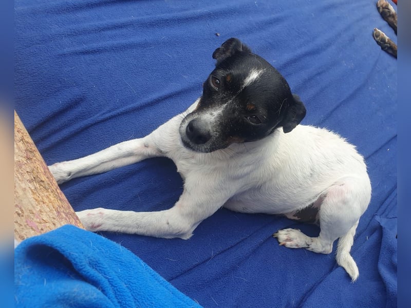 MOLE - kleiner Hund, große Liebe