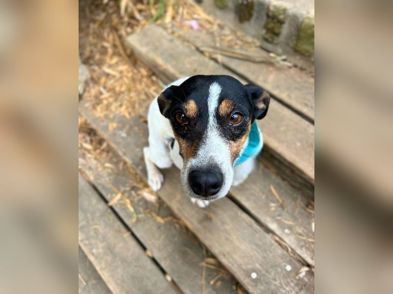 Ratonero-Mix Kurti: Zärtlicher kleiner Rüde sucht liebevolles Zuhause (50321 Brühl)