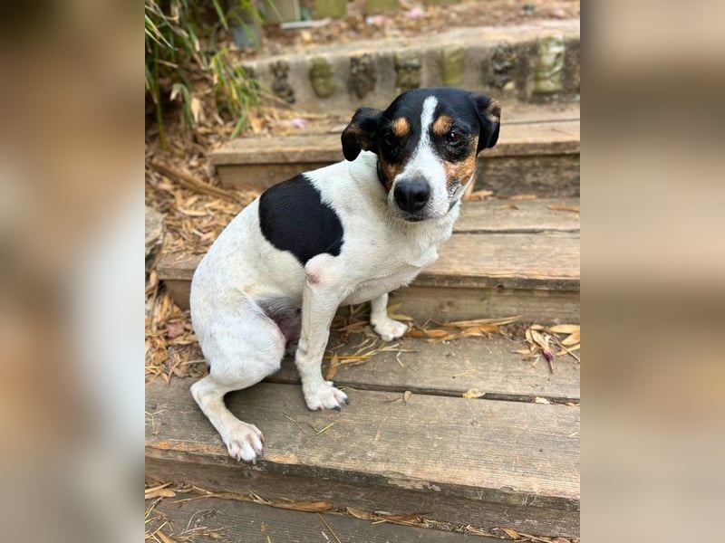 Ratonero-Mix Kurti: Zärtlicher kleiner Rüde sucht liebevolles Zuhause (50321 Brühl)