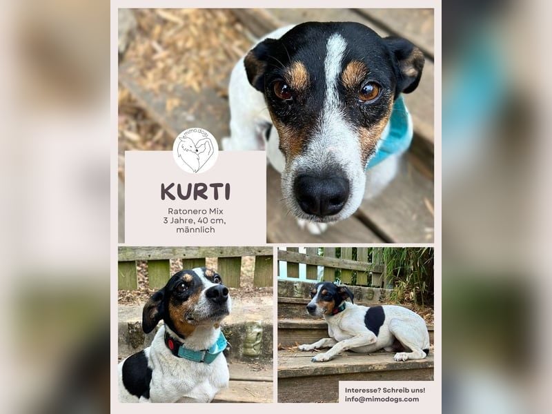 Ratonero-Mix Kurti: Zärtlicher kleiner Rüde sucht liebevolles Zuhause