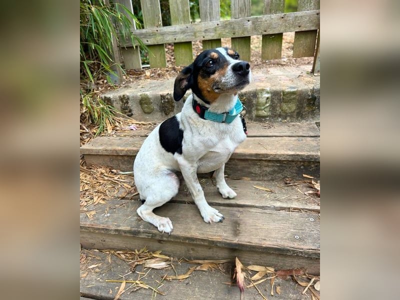 Ratonero-Mix Kurti: Zärtlicher kleiner Rüde sucht liebevolles Zuhause (50321 Brühl)