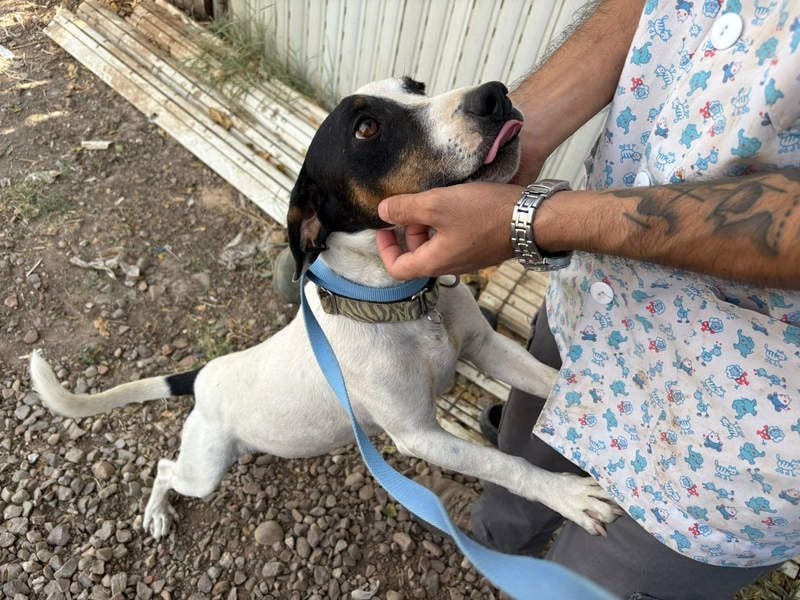 MONET-ein Herz auf 4 Pfoten mit außergewöhnlicher Loyalität sucht liebevolle Heimat