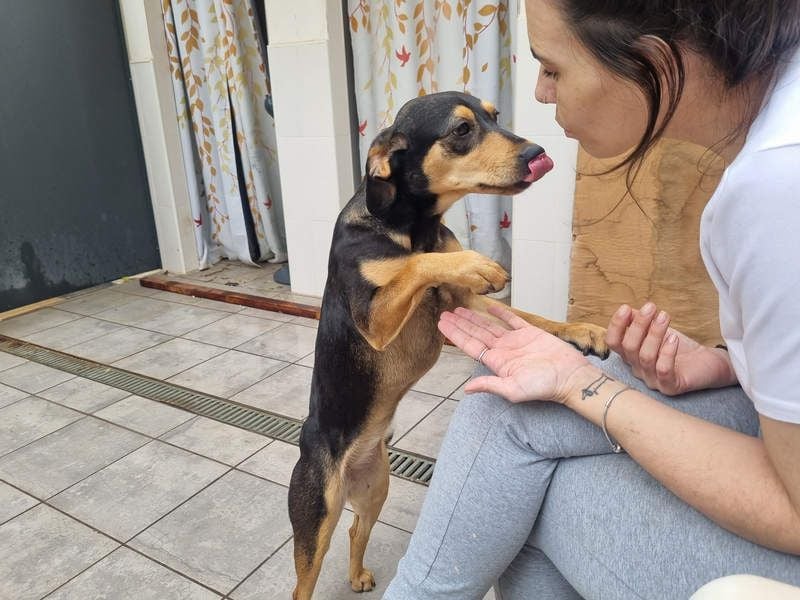 Unkomplizierte BRIGITTE-liebevoll, voller Vertrauen und mit Hoffnung auf ein lievevolles Zuhause