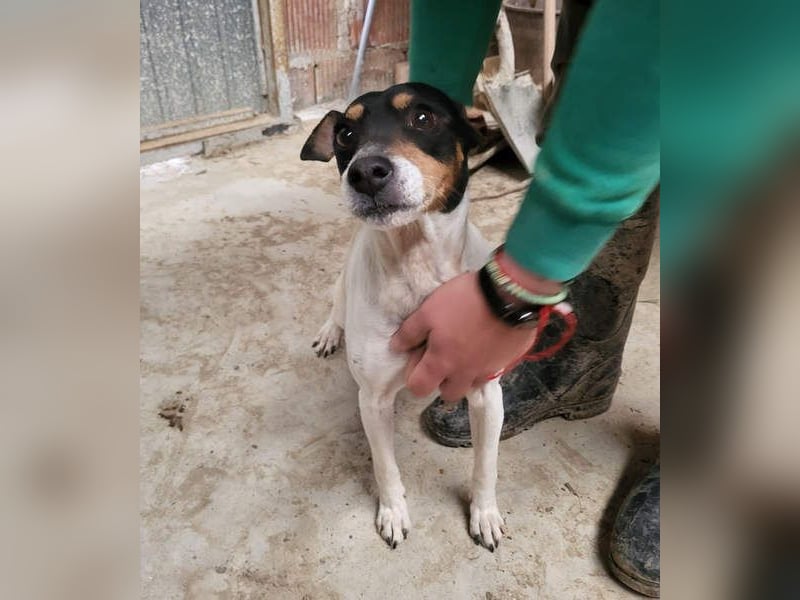 O`HARA - gesellig und anhänglich