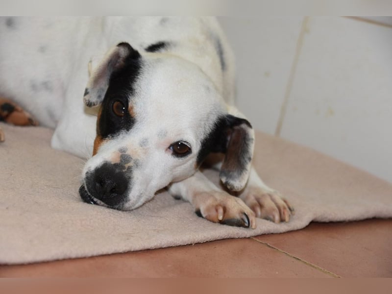 Zuckersüße LENI-lieb, sanft, bescheiden, ruhig wartet sie sehnsüchtig auf ihr liebevolles Zuhause