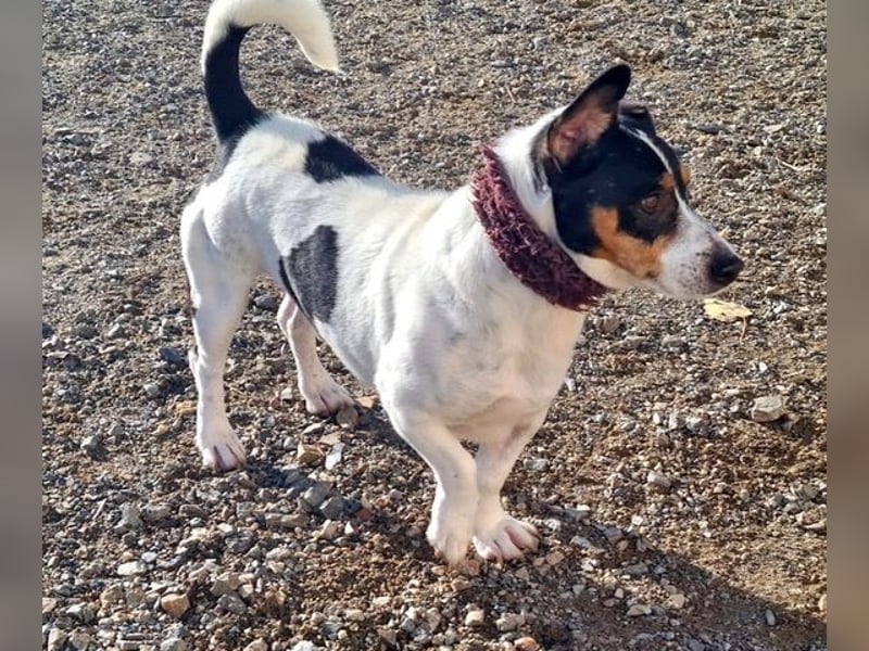 DUDLEY-menschenbezogen und verschmust sehnt er sich nach seiner liebevollen Für-immer Familie