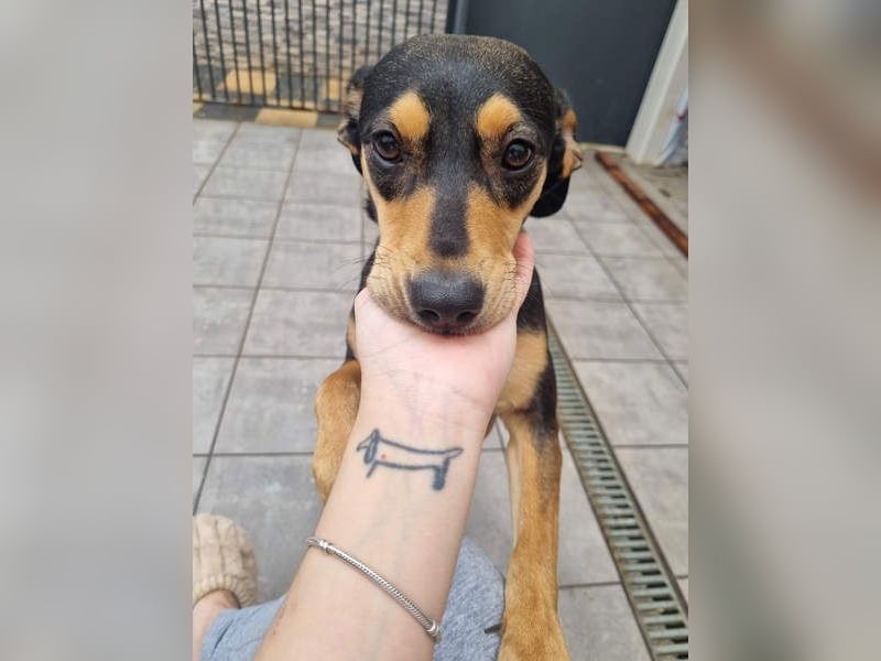 Unkomplizierte BRIGITTE-liebevoll, voller Vertrauen und mit Hoffnung auf ein lievevolles Zuhause