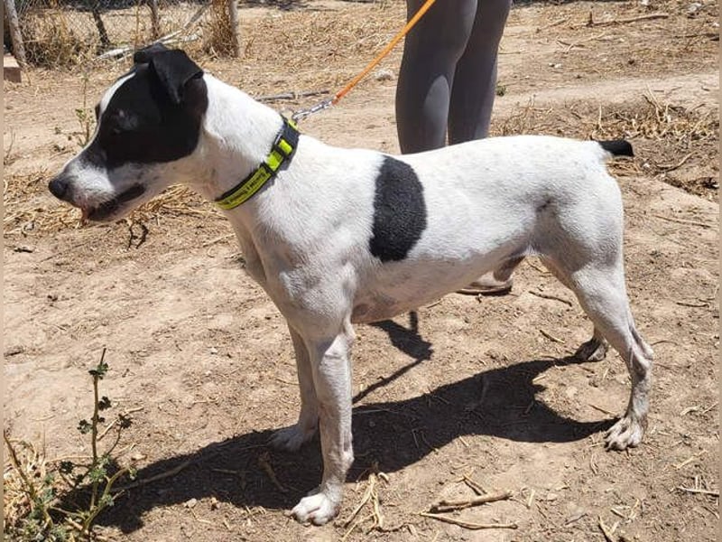 GOLFO-fröhlicher Menschenfreund sucht sein Für-immer-Zuhause