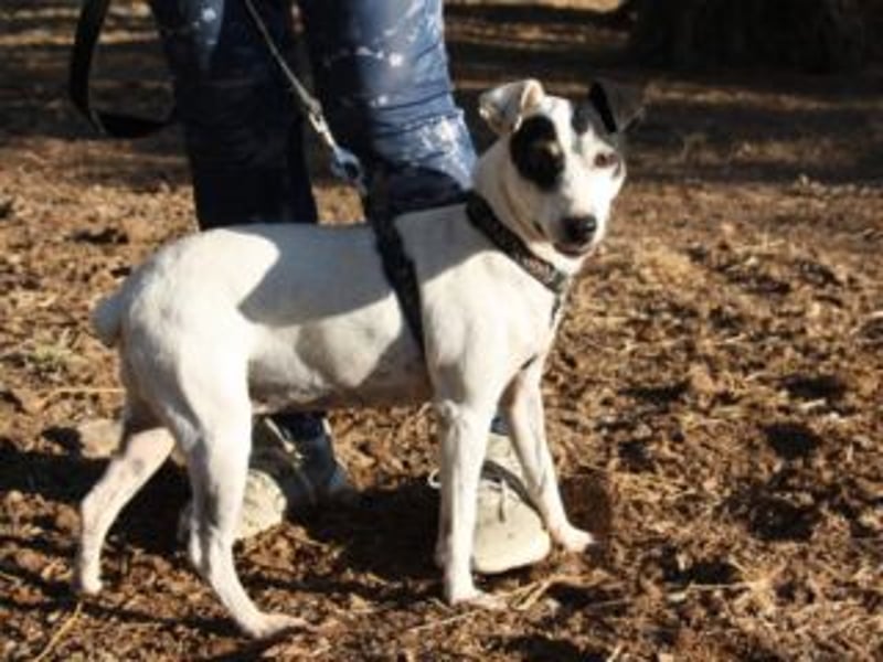 Volltreffer LAKI-steckt voller Energie, Lebensfreude mit gutem Gemüt sucht sehnsüchtig ihre Familie