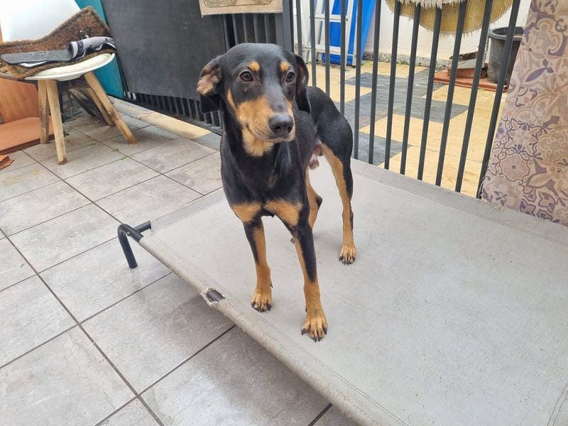 Unkomplizierte BARDOT-anhänglich, liebevoll, vertrauensvoll auf der Suche nach ihrer Für-immer-Fam.