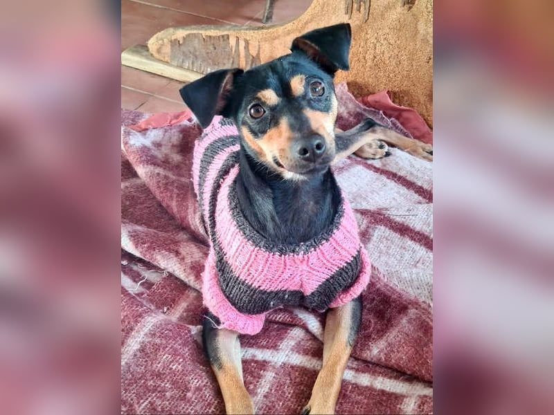 Herzallerliebste PINKY-sehr lieb, verschmust,sozial auf der Suche nach liebevollem Für-immer-Zuhause