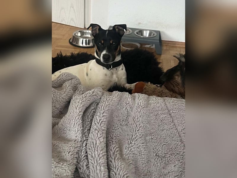 REDFORD-wartet in 87700 Memmingen auf liebevolles Zuhause