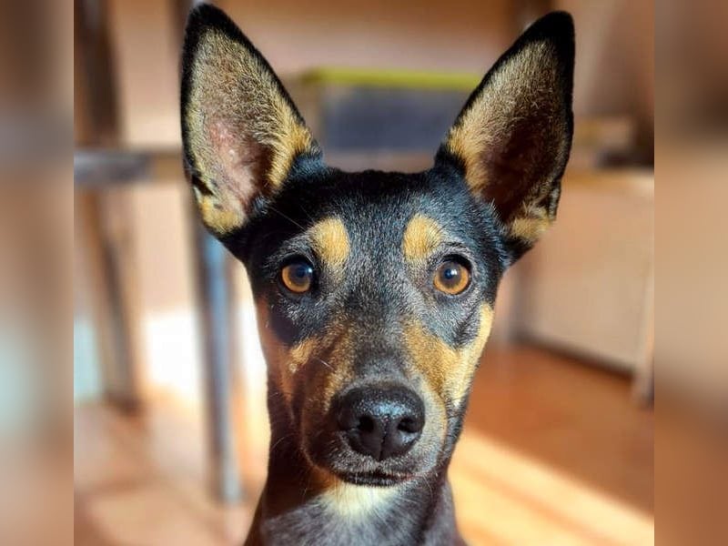 NEFERTARI-sehr liebes, zartes, verschmustes, soziales Hundemädchen sucht sein Für-immer-Plätzchen