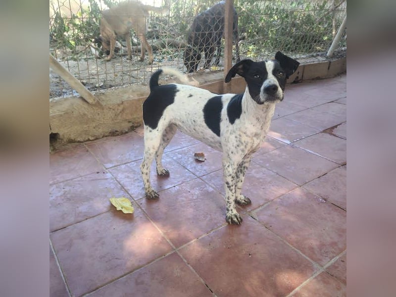 CHAKRA - freundlich, verspielt und intelligent