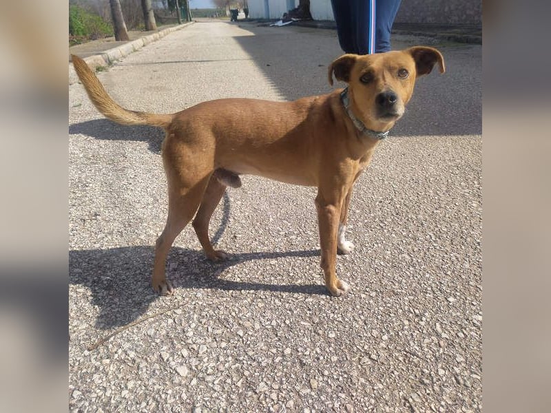 LEONARDO - anhänglich und gehorsam