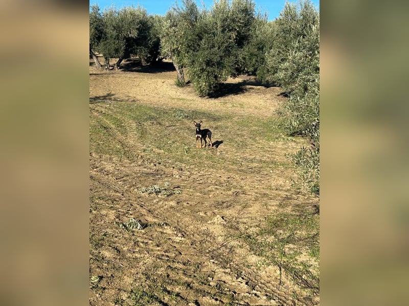 PEPITA-verspieltes, fröhiches Mädchen wartet sehnsüchtig auf liebevolles Für-immer-Zuhause