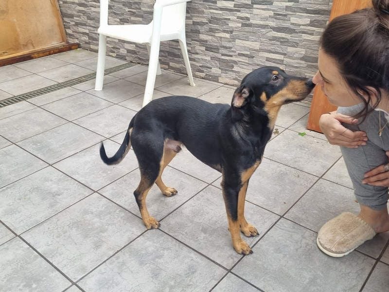 Unkomplizierte BARDOT-anhänglich, liebevoll, vertrauensvoll auf der Suche nach ihrer Für-immer-Fam.