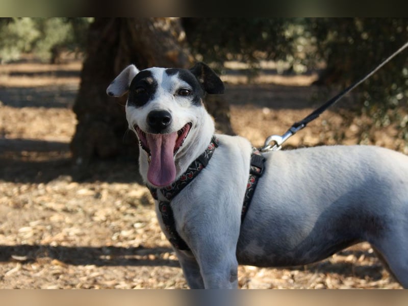 Volltreffer LAKI-steckt voller Energie, Lebensfreude mit gutem Gemüt sucht sehnsüchtig ihre Familie