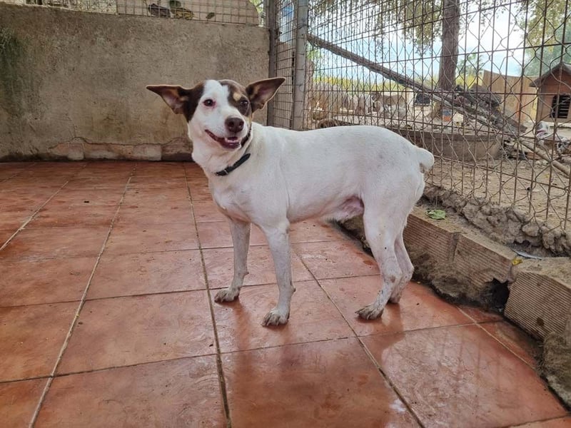 Süße CUQUI-anpassungsfähig, folgsam,hochmotiviert-wer bietet ihr ein liebevolles "Für-immer Zuhause"