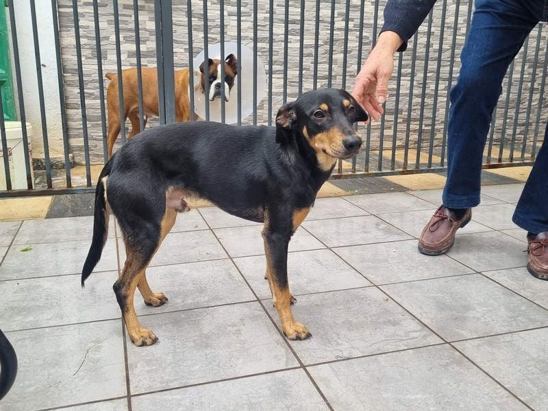 Unkomplizierte BARDOT-anhänglich, liebevoll, vertrauensvoll auf der Suche nach ihrer Für-immer-Fam.