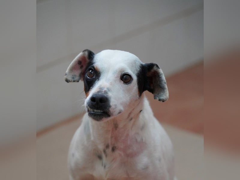 Zuckersüße LENI-lieb, sanft, bescheiden, ruhig wartet sie sehnsüchtig auf ihr liebevolles Zuhause