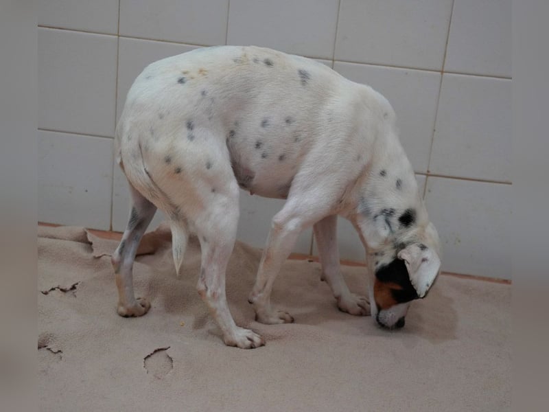 Zuckersüße LENI-lieb, sanft, bescheiden, ruhig wartet sie sehnsüchtig auf ihr liebevolles Zuhause