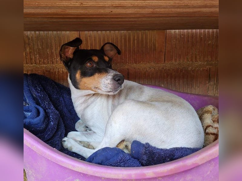 O`HARA - gesellig und anhänglich