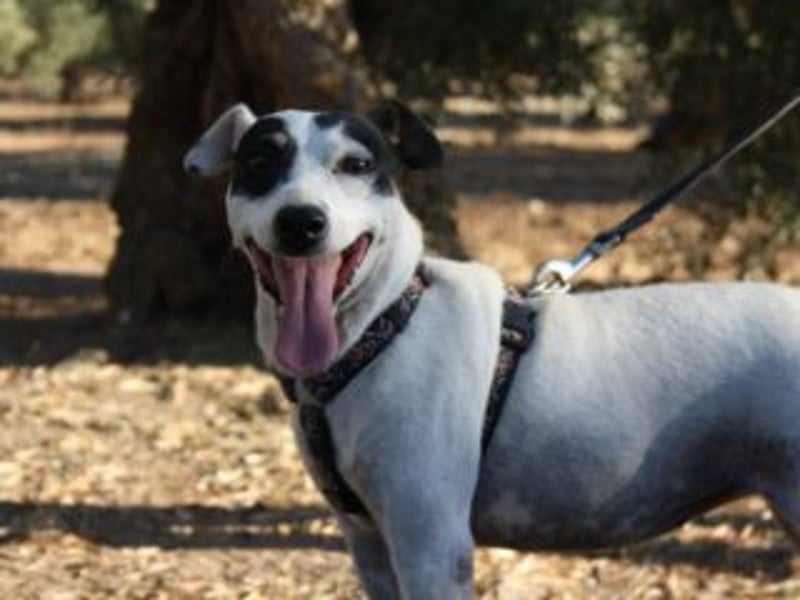 Volltreffer LAKI-steckt voller Energie, Lebensfreude mit gutem Gemüt sucht sehnsüchtig ihre Familie