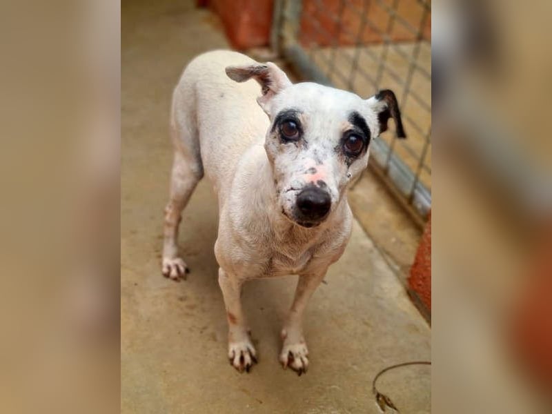 ENOLA-wartet auf ihr liebevolles Zuhause in dem sie für immer glücklich sein darf