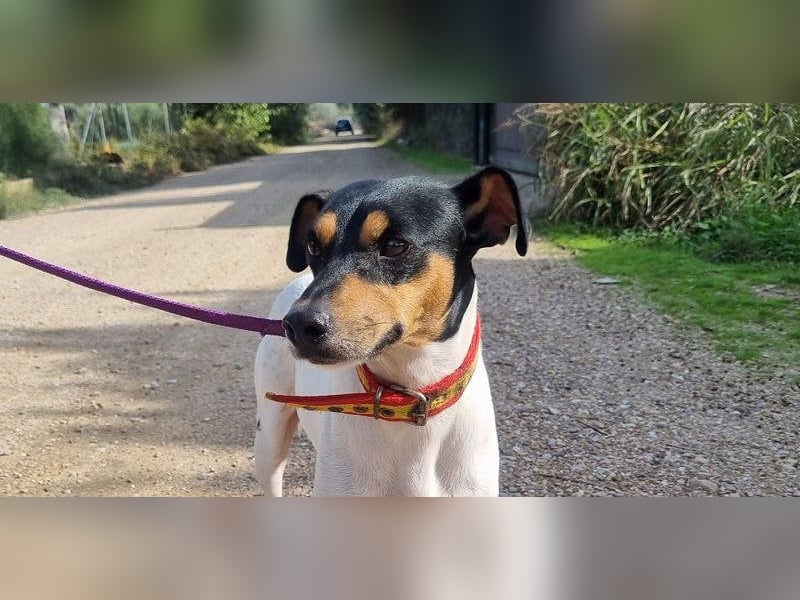 BAMBINO-sanfte, gelassene Seele mit großem Herzen wartet sehnsüchtig auf sein Für-Immer-Zuhause