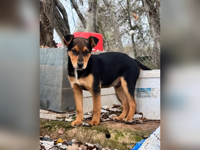 Süß, süßer ESTESO-aufgeweckt, voller verspielter Freude sitzt er auf gepacktem Köfferchen