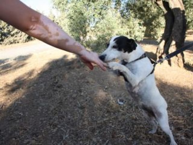 Volltreffer LAKI-steckt voller Energie, Lebensfreude mit gutem Gemüt sucht sehnsüchtig ihre Familie