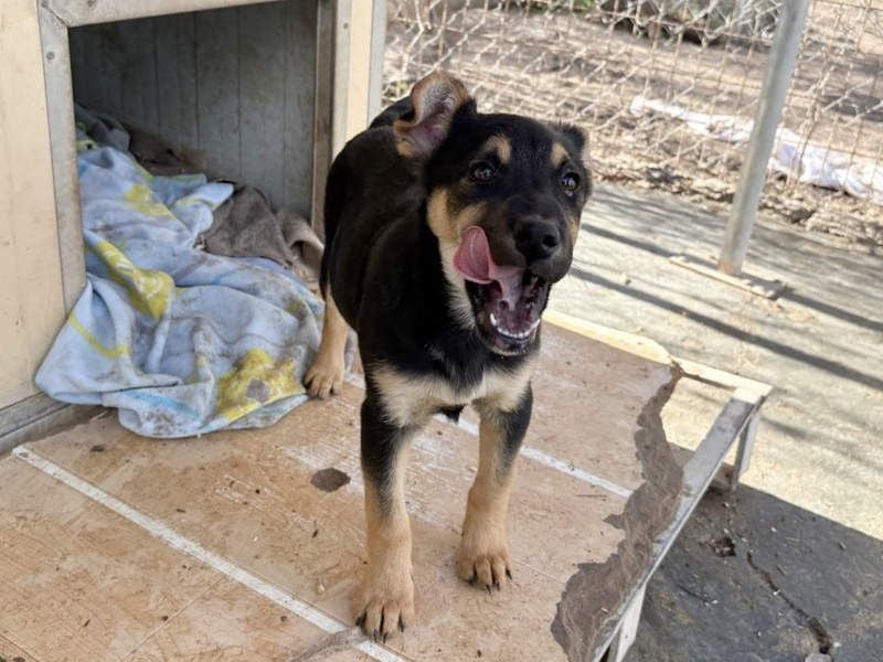 Süß, süßer, VALENTINO-aufgeweckt, voller verspielter Freude wartet er auf gepacktem Köfferchen
