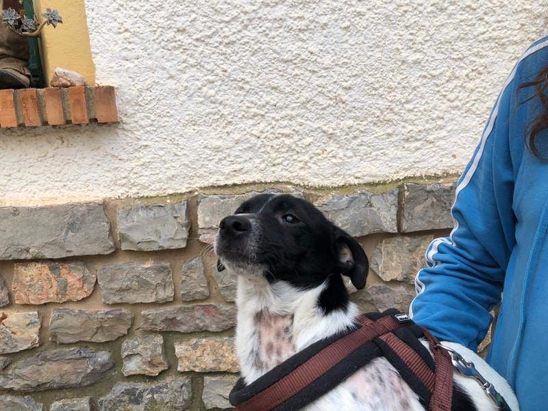 ORION-keiner Sonnenschein sucht dringend liebevolles Für-immer-Zuhause