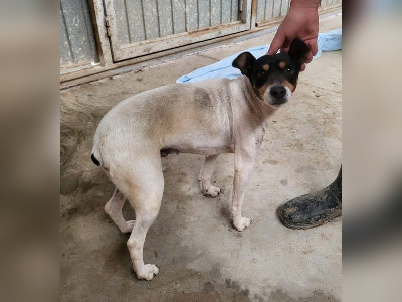 O`HARA - gesellig und anhänglich