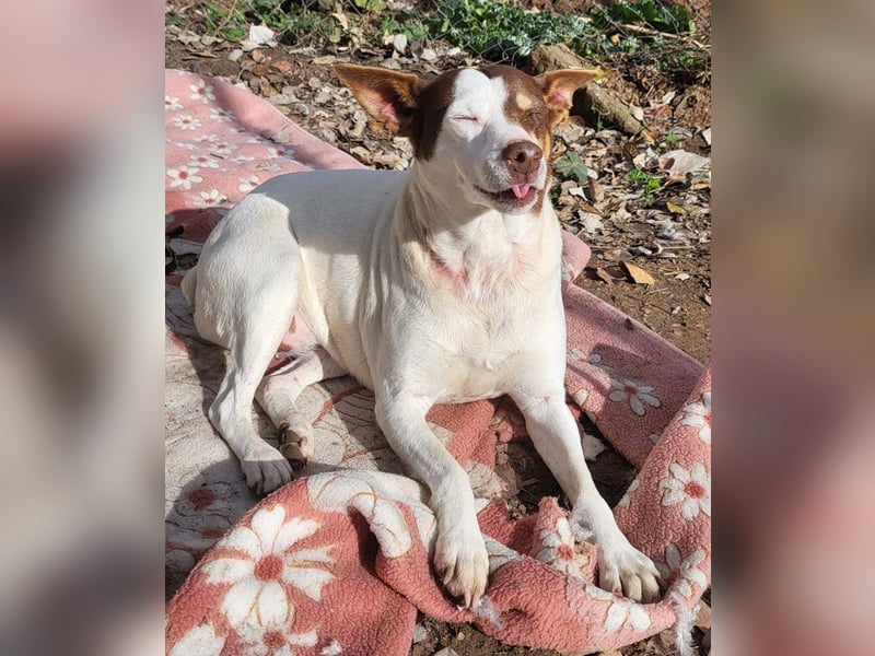 Süße CUQUI-anpassungsfähig, folgsam,hochmotiviert-wer bietet ihr ein liebevolles "Für-immer Zuhause"