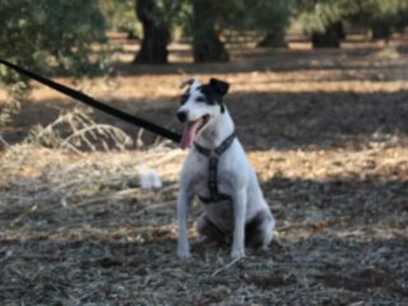 Volltreffer LAKI-steckt voller Energie, Lebensfreude mit gutem Gemüt sucht sehnsüchtig ihre Familie