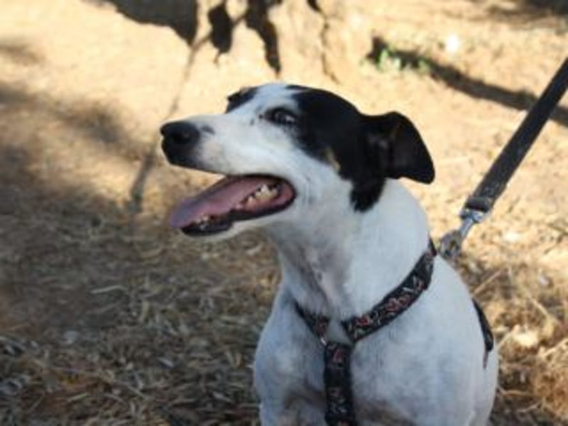 Volltreffer LAKI-steckt voller Energie, Lebensfreude mit gutem Gemüt sucht sehnsüchtig ihre Familie