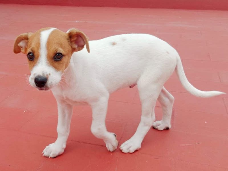 JACKIE-gut sozialisierter, unbeschwerter, liebevoller Schatz sucht sein Für-immer-Zuhause